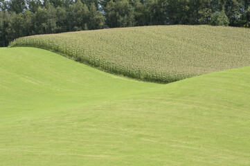 トウモロコシ畑