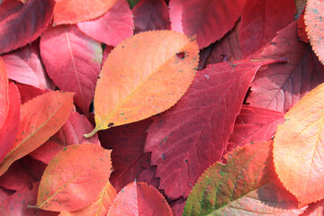 Bright red colorful autumn leaves
