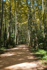 Fototapeta premium Tall trees autumn forest with yellow leaves landscape with an empty sand gravel path