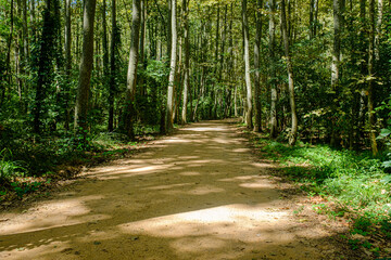 Tall trees autumn forest with yellow leaves landscape with an empty sand gravel path