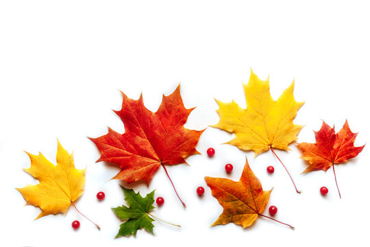 Colorful autumn leaves and berries on a white background