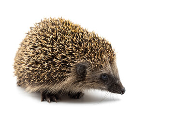 young european hedgehog isolated on white