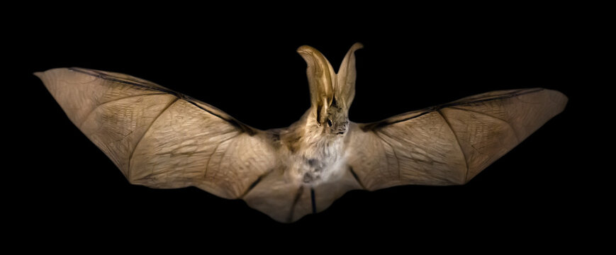 Long-eared bat flying in a night, isolated on black