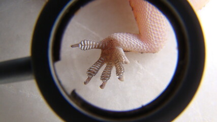 close up the foot a gecko
Amazing Camouflage Animals, Camouflage lizards
It's also called...