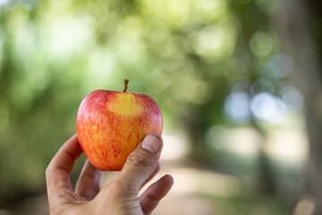 Holding a red apple with a hand isolated on a blurry green background