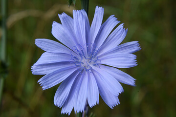 Blossom chicory (Cichorium intybus)