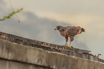 Roadside hawk looks out for prey. The roadside hawk (Rupornis magnirostris) is a relatively small...