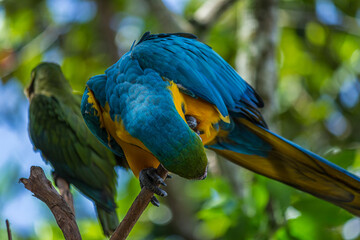 Portrait of blue-and-yellow macaw (Ara ararauna) sitting on a branch and brushing. This parrots inhabits forest, woodland and savannah of tropical South America.