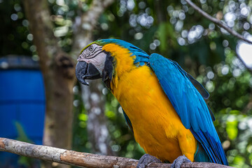 Portrait of a blue-and-yellow macaw (Ara ararauna) sitting on a branch and looking at the side. This parrots inhabits forest, woodland and savannah of tropical South America.