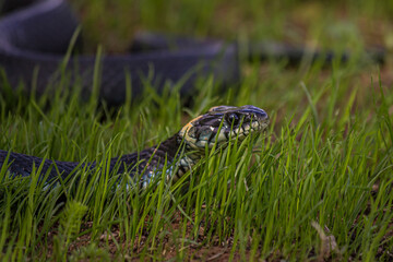 The grass snake (Natrix natrix), sometimes called the ringed snake or water snake, is a Eurasian non-venomous snake. It is often found near water and feeds almost exclusively on amphibians.