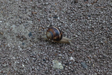 snail on the sand