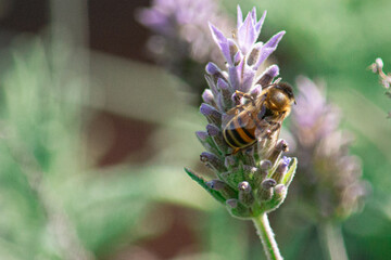 abeja polinizando flor de lavanda