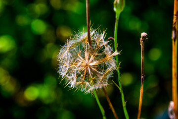 dandelion in late summer