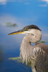 Junior Great Blue Heron