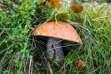 aspen mushroom or orange-cap boletus in the autumn forest moss