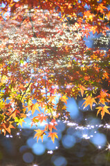 紅葉イメージ