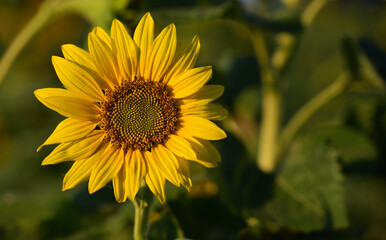 sunflower on a field against a green background