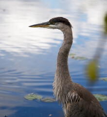 Junior Great Blue Heron