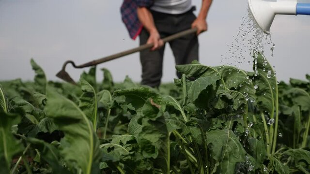 farmers hoe spud the crop in a green crop field. agribusiness agriculture farming concept. watered with a watering can irrigation of green field foliage. farmers work in field lifestyle harvest crop