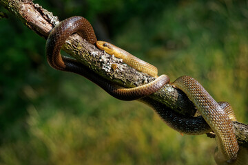 Aesculapian Snake - Zamenis longissimus, Elaphe longissima, nonvenomous olive green and yellow snake native to Europe, Colubrinae subfamily of family Colubridae. Resting on the branch