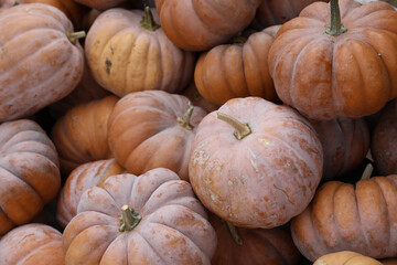 Kürbisse zur Dekoration