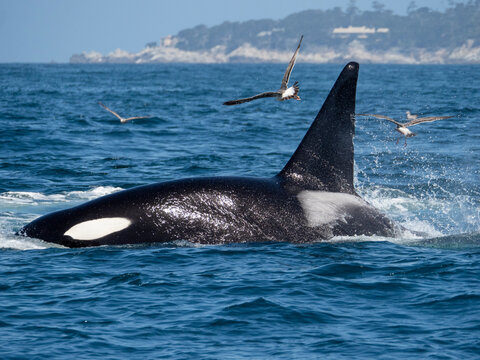 Transient killer whale (Orcinus orca) killing a California grey whale calf, Fishermans Cove, Carmel, California, United States of America