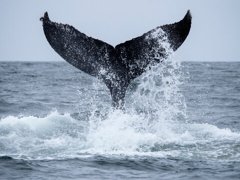 Humpback whale (Megaptera novaeangliae), tail lobbing in Monterey Bay National Marine Sanctuary, California, United States of America