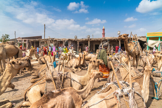 Camels at the cattle market, Asaita, Afar Region, Ethiopia