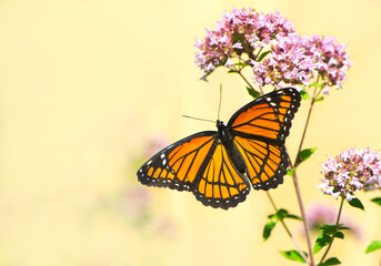 Viceroy butterfly on an oregano flower.