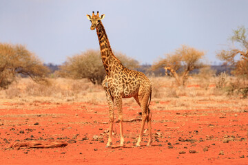 Giraffen in Tsavo East National Park, Safari in Kenia.