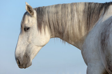 Lusitano