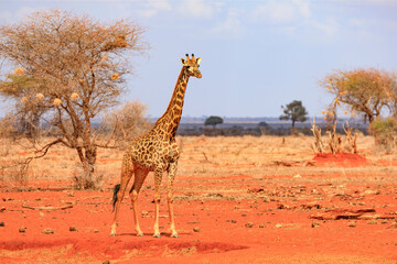 Obraz premium National Park Tsavo East in Kenia, Giraffen.