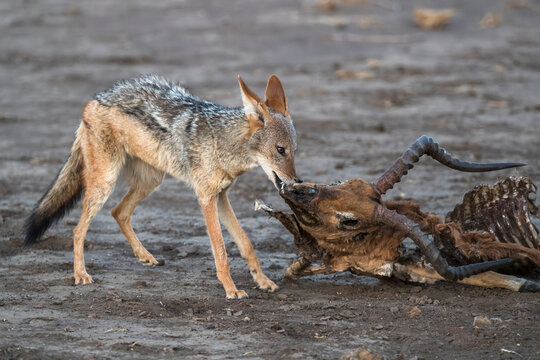 Blackbacked jackal (Canis mesomelas) scavenging from dead impala carcass, Mashatu Game Reserve, Botswana