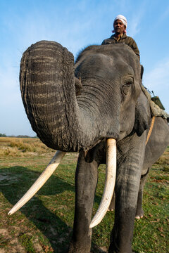 Asian elephant (Elephas maximus), Kaziranga National Park, Assam, India