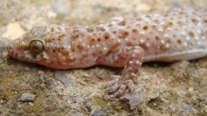  Gecko - close up Amazing Camouflage Animals, Camouflage lizards It's also called Mediterranean...