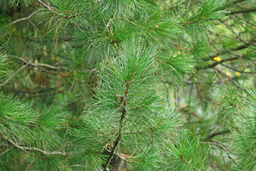 cedar branches