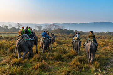 Early morning elephant ride on elephants through the elephant grass, Kaziranga National Park, Assam, India