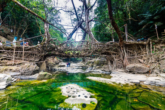 Mawlynnong living root bridge, Meghalaya, India