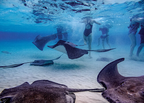 Southern stingray (Hypanus americanus), Stingray City, Grand Cayman, Cayman Islands, Caribbean