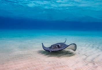 Southern stingray (Hypanus americanus), Stingray City, Grand Cayman, Cayman Islands, Caribbean