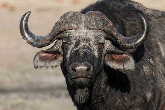 Cape buffalo (Syncerus cafer), Elephant Plains, Sabi Sand Game Reserve