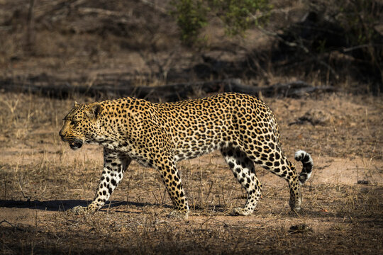 Leopard (Panthera pardus), Elephant Plains, Sabi Sand Game Reserve
