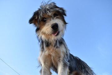 Divertida cara de perro grande en primer plano.