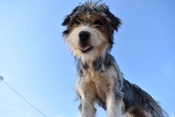 Cara divertida de perro con mucho pelo y lengua fuera.