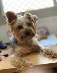 yorkshire terrier sitting on the floor