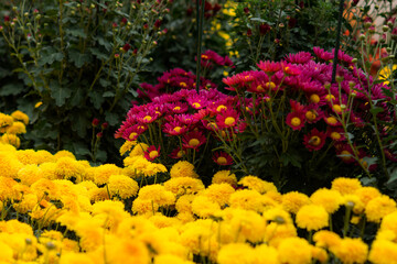 Fototapeta premium Flowerbed of colorful chrysanthemums on a blurry background of the garden. Colorful floral autumn background. Different varieties of chrysanthemums, maroon and yellow. Full frame of flowers and buds.