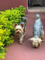 yorkshire terrier on a grass