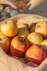 fresh sweet apples stacked in a jute bag in the sunlight vertical photo