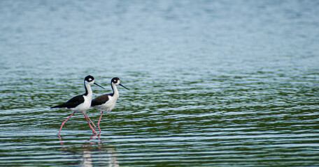 Naturaleza, Mazatlán, Sinaloa. México