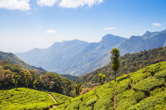 Tea estate at top station, Munnar, Kerala, India